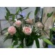 Bunga vas mawar peach di solo