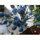 Bunga mawar biru di solo